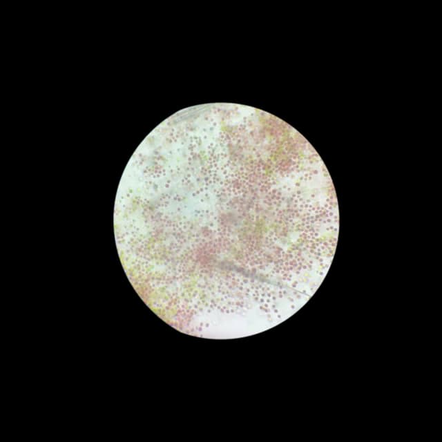 Microalgae Research 1