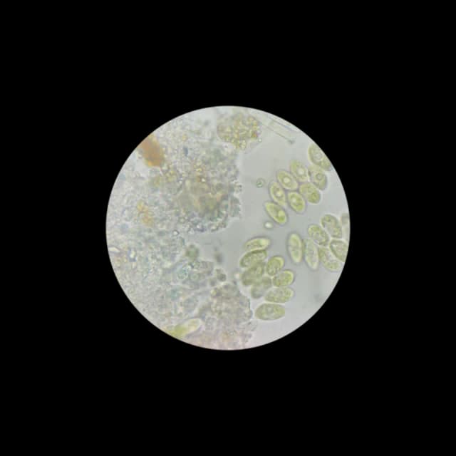 Microalgae Research 2