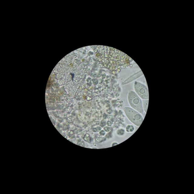 Microalgae Research 3