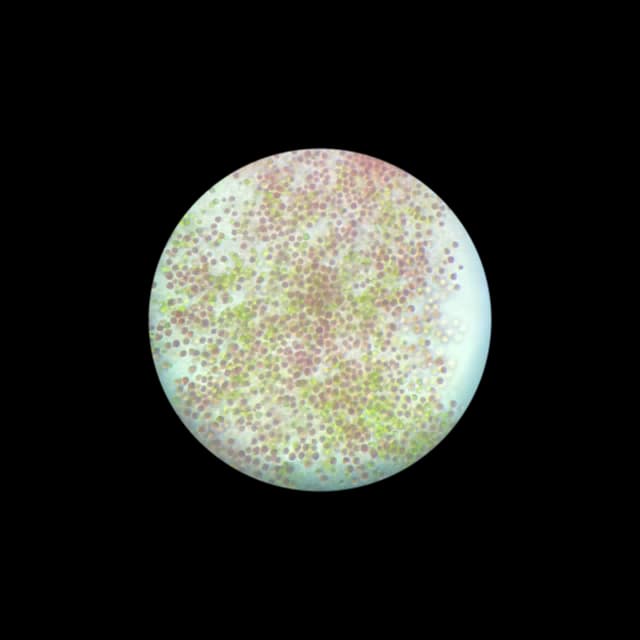 Microalgae Research 4